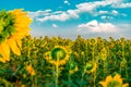 Beautiful bright sunflower field with blue sky and white clouds background. Summer blooming yellow flowers. Close-up horizontal fl Royalty Free Stock Photo