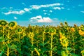Beautiful bright sunflower field with blue sky and white clouds background. Summer blooming yellow flower. Horizontal banner Royalty Free Stock Photo