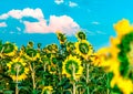 Beautiful bright sunflower field with blue sky and white clouds background. Summer blooming yellow flowers. Blurred horizontal ban Royalty Free Stock Photo