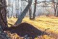 Beautiful bright sunny colorful autumn landscape with an ant hill in the meadow. Morning in the forest among birch trees in nature Royalty Free Stock Photo