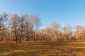 Beautiful bright sunny colorful autumn landscape. Morning in the forest among birch trees and oaks in nature outdoors in a yellow Royalty Free Stock Photo