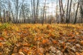 Beautiful bright sunny colorful autumn landscape. Morning among trees with foliage in nature outdoors in an orange-yellow golden Royalty Free Stock Photo