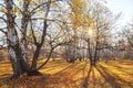 Beautiful bright sunny colorful autumn landscape. Morning among trees with foliage in nature outdoors in an orange-yellow golden f Royalty Free Stock Photo