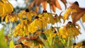 Beautiful bright sunny yellow rudbeckia against a blurred background of a summer garden with many yellow flowers. Royalty Free Stock Photo