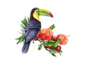 Beautiful bright toucan bird on blooming pomegranate branch. Watercolor hand drawn illustration. Realistic tropical