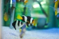 Beautiful bright tropical fishes in aquarium for sale on fish market Royalty Free Stock Photo