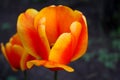 Beautiful bright tulips bloom in the garden in all its glory Royalty Free Stock Photo