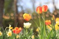 Beautiful bright tulips in a flower bed. Spring flowers in the city Royalty Free Stock Photo