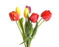 Beautiful bright tulips on white background.