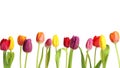 Beautiful bright tulips on white background.