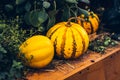Beautiful bright unusual ripened pumpkins painted in spotted yellow