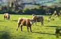 Beautiful bright view of herd of brown cows peacefully grazing at local farm near Puck`s Castle Ln, Ballycorus, County Dublin