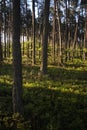 Vertical trees in green forest in Poland