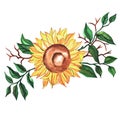 beautiful, bright watercolor sunflower with green branches, leaves. flower illustration