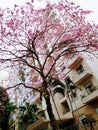 Beautiful bright and well-groomed Ipe tree near a high-rise building in spring
