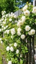 Beautiful bright white bush of blossoming dogrose against 1690447661061 8