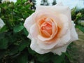 Beautiful Bright White Light Orange Rose Flowers At Vancouver Q.E. Park Garden In Summer 2019 Royalty Free Stock Photo