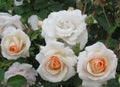 Beautiful Bright White Light Orange Rose Flowers At Vancouver Q.E. Park Garden In Summer 2019 Royalty Free Stock Photo