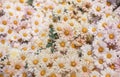 Beautiful bright white and pink chrysanthemum flower on the background Royalty Free Stock Photo