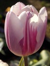 Beautiful bright white-pink tulip close up Royalty Free Stock Photo