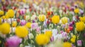 Beautiful bright white red yellow motley varicolored tulips on a large flower-bed in the city garden. Floral background Royalty Free Stock Photo