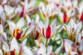 Beautiful bright white red yellow motley varicolored tulips on a large flower-bed in the city garden. Floral background Royalty Free Stock Photo