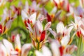 Beautiful bright white red yellow motley varicolored tulips on a large flower-bed in the city garden. Floral background Royalty Free Stock Photo