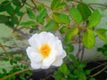 Beautiful bright white rose flowers bud blooming isolated from green leaves plant growing, natural background, nature photography Royalty Free Stock Photo