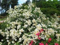 Beautiful Bright White Rose Flowers In Vancouver, Canada Queen Elizabeth Park Rose Garden In Summer 2020