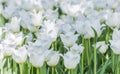 Beautiful bright white tulips on a large flower-bed in the city garden, close up Royalty Free Stock Photo