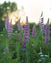 beautiful and bright Wild lupine flowers in a field
