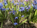 Beautiful bright wildflowers on a sunny day. Cornflowers, violets Royalty Free Stock Photo