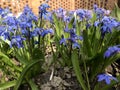 Beautiful bright wildflowers on a sunny day. Cornflowers, violets Royalty Free Stock Photo