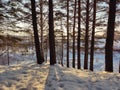 The beautiful bright winter sun plays with us, peeking out from behind a thin spruce on the mountainside. Spring sun. Royalty Free Stock Photo