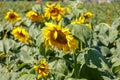 Yellow blooming sunflower Royalty Free Stock Photo