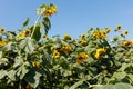 Yellow blooming sunflower Royalty Free Stock Photo