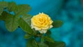 Bright yellow color rose flower isolated in the light blue background Royalty Free Stock Photo