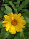 Beautiful bright yellow coloured calendula flower or pot marigold in my garden. Fresh, fragrant and healthy. Royalty Free Stock Photo