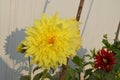 Beautiful bright yellow coloured dahlia flower and buds on a plant in a house garden. Fresh healthy and colourful.