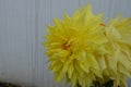 Beautiful bright yellow coloured dahlia flower and buds on a plant in a house garden. Fresh healthy and colourful.