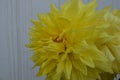 Beautiful bright yellow coloured dahlia flower and buds on a plant in a house garden. Fresh healthy and colourful.