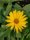 Beautiful bright yellow coloured pot marigold flower with central parts pollens stamens pistils