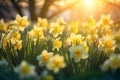 Beautiful bright yellow daffodil flowers blossoming in a garden on sunny spring day. Narcissus blooming in nature