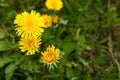 Beautiful bright yellow dandelions growing outdoors, closeup Royalty Free Stock Photo