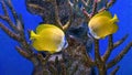 Beautiful bright yellow fish swimming in the aquarium, Sunburst butterflyfish, Chaetodon kleinii Royalty Free Stock Photo