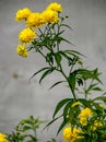 Beautiful bright yellow flowers Golden ball with Latin name Rudbeckia Royalty Free Stock Photo