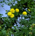 Beautiful bright yellow flowers Golden ball with Latin name Rudbeckia Royalty Free Stock Photo