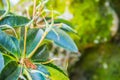 Beautiful bright yellow flowers of Rhododendron macgregoriae Royalty Free Stock Photo