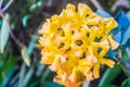 Beautiful bright yellow flowers of Rhododendron macgregoriae Royalty Free Stock Photo