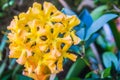 Beautiful bright yellow flowers of Rhododendron macgregoriae Royalty Free Stock Photo